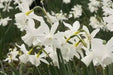 Daffodil Bulb- Thalia, WHITE Mini ,fall planting - Caribbean garden seed