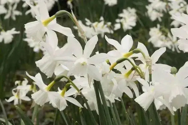Daffodil Bulb- Thalia, WHITE Mini ,fall planting - Caribbean garden seed
