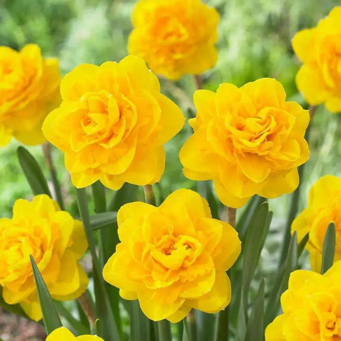 Daffodil Heamoor, YELLOW double FLOWERS - Caribbean garden seed