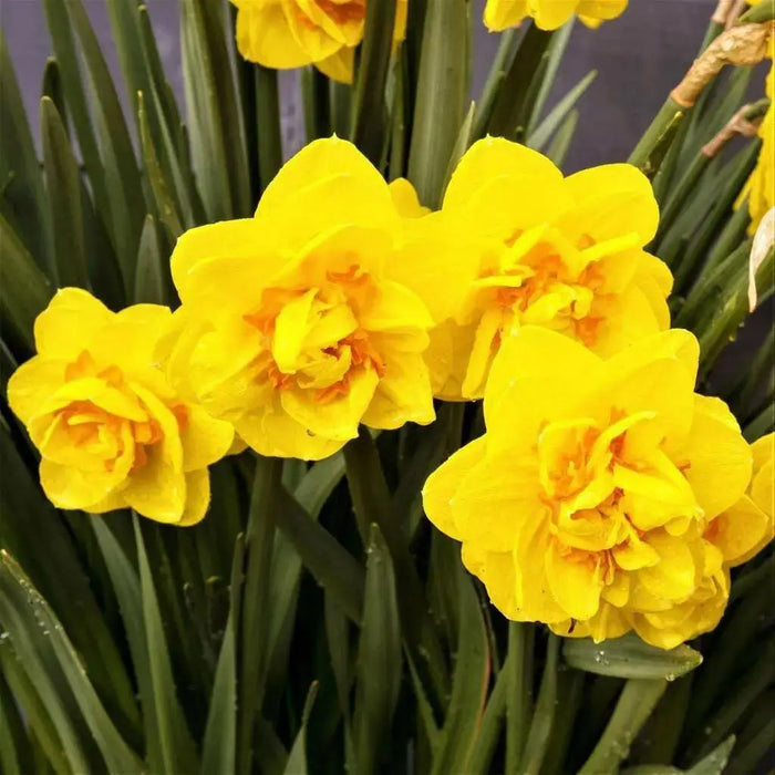 Daffodil Heamoor, YELLOW double FLOWERS - Caribbean garden seed