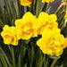 Daffodil Heamoor, YELLOW double FLOWERS - Caribbean garden seed