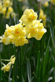 Daffodil Heamoor, YELLOW double FLOWERS - Caribbean garden seed