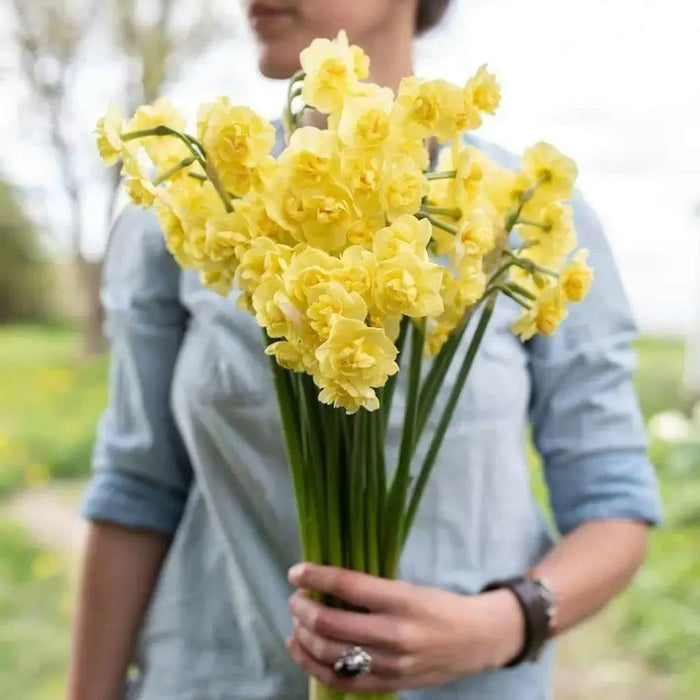 Daffodil Heamoor, YELLOW double FLOWERS - Caribbean garden seed