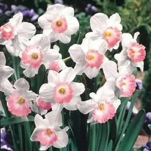 Daffodil Narcissus "Pink Charm" Bulb-Shipping - Caribbean garden seed