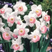 Daffodil Narcissus "Pink Charm" Bulb-Shipping - Caribbean garden seed