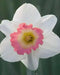 Daffodil Narcissus "Pink Charm" Bulb-Shipping - Caribbean garden seed