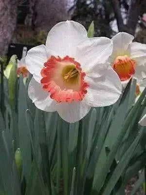 Daffodil Narcissus "Pink Charm" Bulb-Shipping - Caribbean garden seed