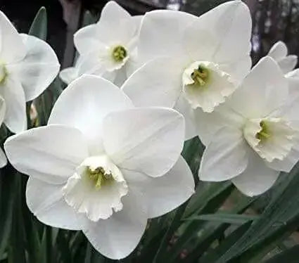 Daffodil Bulbs, Misty Glen. Large Cupped , Shipping ! - Caribbean garden seed
