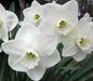 Daffodil Bulbs, Misty Glen. Large Cupped , Shipping ! - Caribbean garden seed
