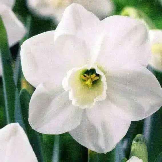 Daffodil Bulbs, Misty Glen. Large Cupped , Shipping ! - Caribbean garden seed