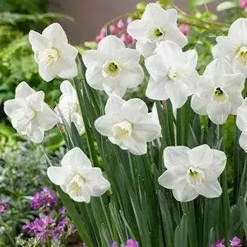 Daffodil Bulbs, Misty Glen. Large Cupped , Shipping ! - Caribbean garden seed