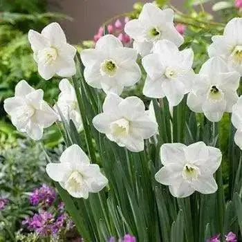 Daffodil Bulbs, Misty Glen. Large Cupped , Shipping ! - Caribbean garden seed