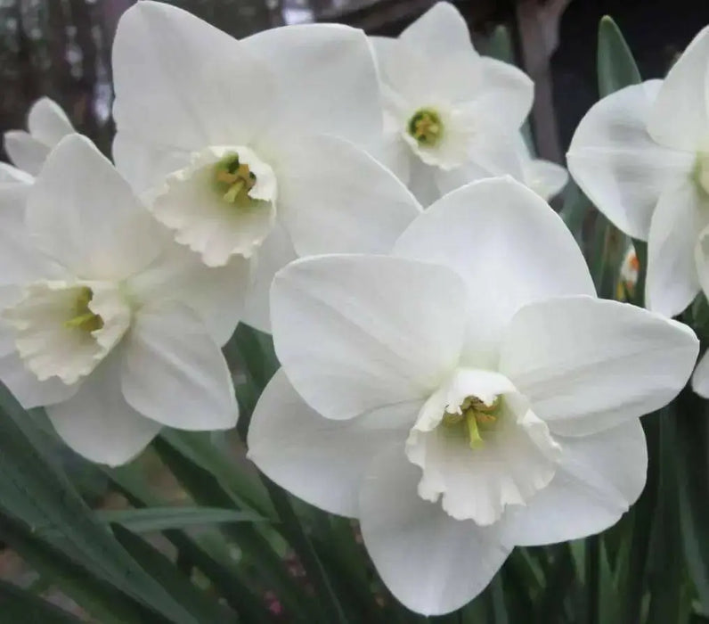 Daffodil Bulbs, Misty Glen. Large Cupped , Shipping ! - Caribbean garden seed