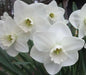 Daffodil Bulbs, Misty Glen. Large Cupped , Shipping ! - Caribbean garden seed
