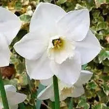 Daffodil Bulbs, Misty Glen. Large Cupped , Shipping ! - Caribbean garden seed