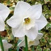 Daffodil Bulbs, Misty Glen. Large Cupped , Shipping ! - Caribbean garden seed
