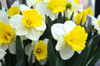Daffodil Las Vegas, Flowers bulb, perennials - Caribbean garden seed