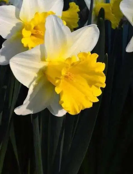Daffodil Las Vegas, Flowers bulb, perennials - Caribbean garden seed