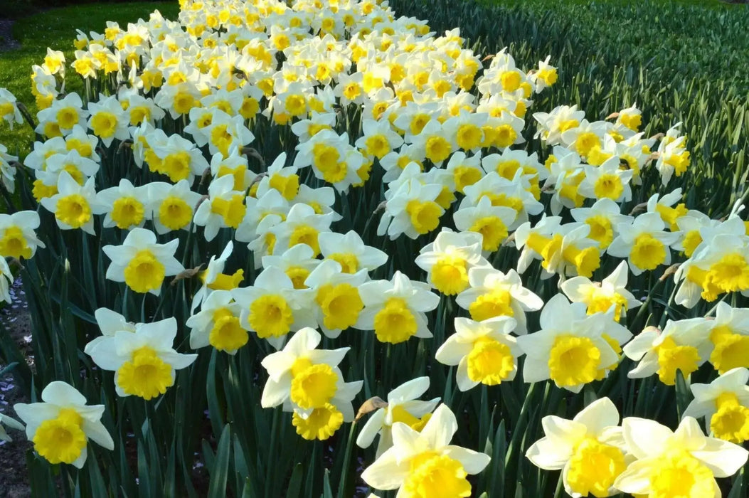 Daffodil Las Vegas, Flowers bulb, perennials - Caribbean garden seed