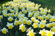 Daffodil Las Vegas, Flowers bulb, perennials - Caribbean garden seed