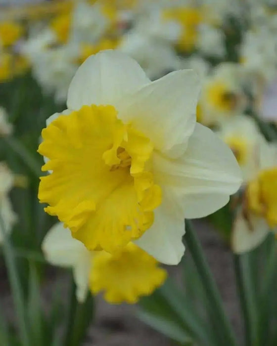 Daffodil Las Vegas, Flowers bulb, perennials - Caribbean garden seed