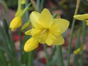 Daffodil Miniature 'Tripartite' Size 12/14 cm - Caribbean garden seed