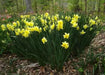 Daffodil Miniature 'Tripartite' Size 12/14 cm - Caribbean garden seed