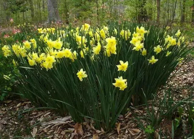 Daffodil Miniature 'Tripartite' Size 12/14 cm - Caribbean garden seed