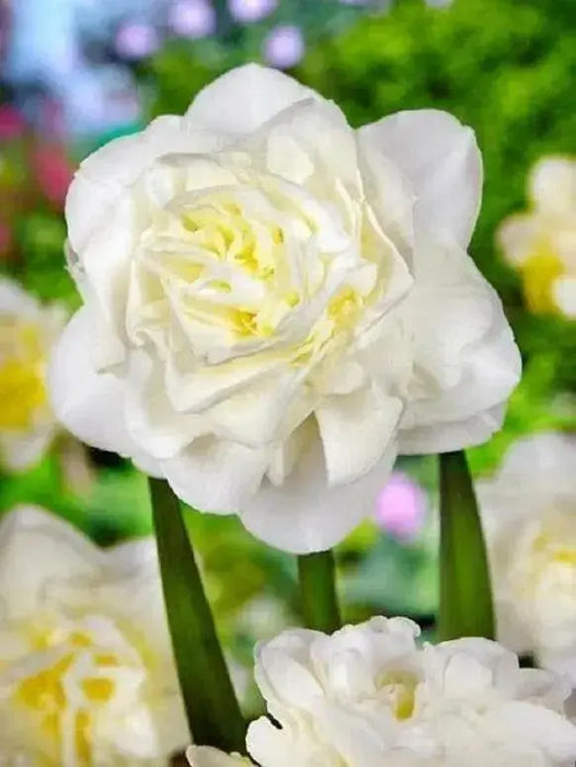 Daffodil Bulb- White Explosion, Deer Resistant Perennials - Caribbean garden seed