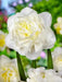 Daffodil Bulb- White Explosion, Deer Resistant Perennials - Caribbean garden seed