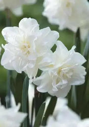 Daffodil Bulb- White Explosion, Deer Resistant Perennials - Caribbean garden seed