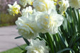 Daffodil Bulb- White Explosion, Deer Resistant Perennials - Caribbean garden seed