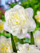 Daffodil Bulb- White Explosion, Deer Resistant Perennials - Caribbean garden seed