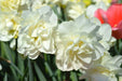 Daffodil Bulb- White Explosion, Deer Resistant Perennials - Caribbean garden seed