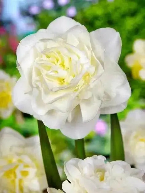 Daffodil Bulb- White Explosion, Deer Resistant Perennials - Caribbean garden seed