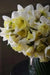 Daffodil Bulb- White Explosion, Deer Resistant Perennials - Caribbean garden seed