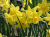 Daffodil BULBS (Miniature) Marie Curie Diamond - Caribbean garden seed
