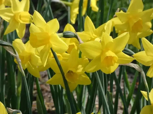 Daffodil BULBS (Miniature) Marie Curie Diamond - Caribbean garden seed