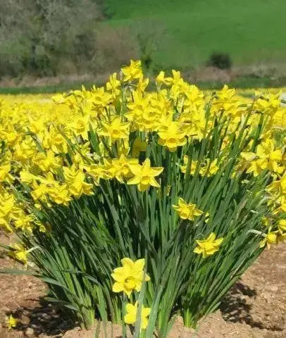 Daffodil BULBS (Miniature) Marie Curie Diamond - Caribbean garden seed