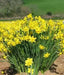 Daffodil BULBS (Miniature) Marie Curie Diamond - Caribbean garden seed