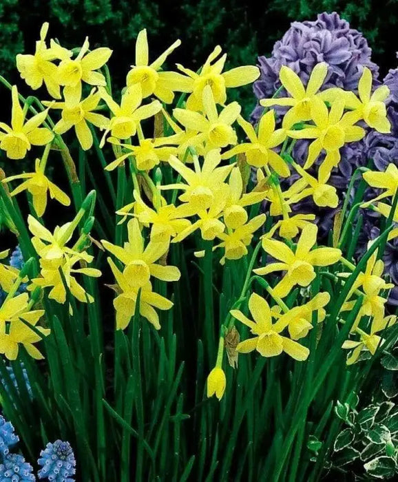 Daffodil BULBS (Miniature) Marie Curie Diamond - Caribbean garden seed