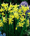 Daffodil BULBS (Miniature) Marie Curie Diamond - Caribbean garden seed