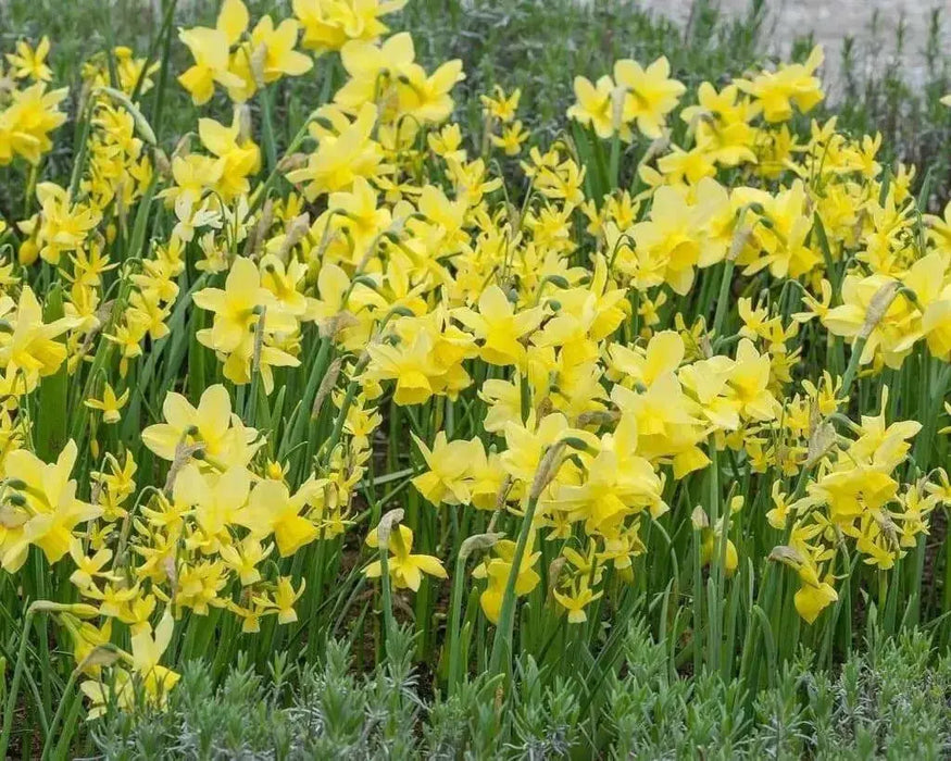 Daffodil BULBS (Miniature) Marie Curie Diamond - Caribbean garden seed