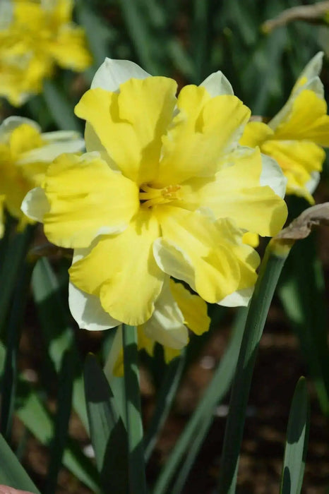 Daffodil Narcissus Bulb- Cassata, Long lasting, easy care, deer resistant perennials~-Fall Planting - Caribbean garden seed