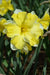 Daffodil Narcissus Bulb- Cassata, Long lasting, easy care, deer resistant perennials~-Fall Planting - Caribbean garden seed