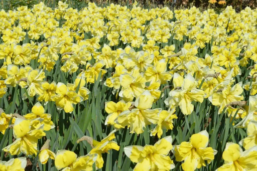 Daffodil Narcissus Bulb- Cassata, Long lasting, easy care, deer resistant perennials~-Fall Planting - Caribbean garden seed