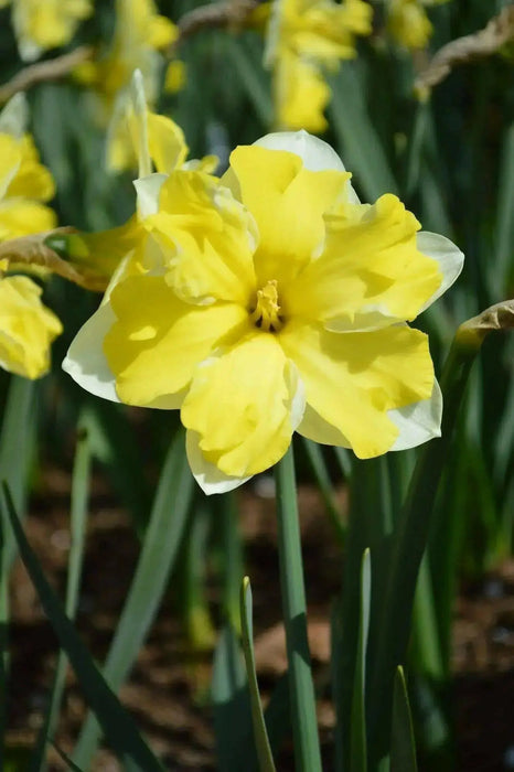 Daffodil Narcissus Bulb- Cassata, Long lasting, easy care, deer resistant perennials~-Fall Planting - Caribbean garden seed