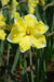 Daffodil Narcissus Bulb- Cassata, Long lasting, easy care, deer resistant perennials~-Fall Planting - Caribbean garden seed