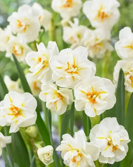 DAFFODIL Sir Winston Churchill , FALL  PLANTING BULBS - Caribbean garden seed