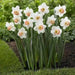 DAFFODIL Pink Pride, (Bulbs) Early Blooming, Now SHIPPING! - Caribbean garden seed